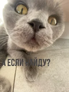 ☠️ emoji Диша топ Telegram sticker 9 of 44