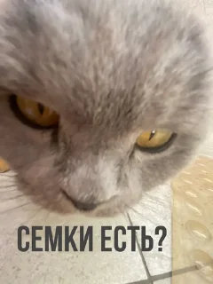 😈 emoji Диша топ Telegram sticker 1 of 44