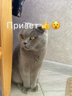 👍 emoji Диша топ Telegram sticker 7 of 44
