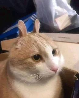 Sticker from Very cute kitty