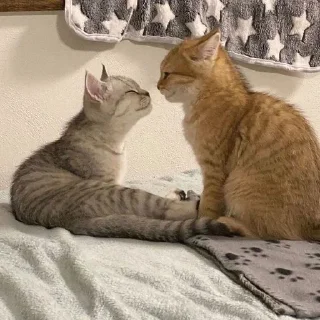 Sticker from Very cute kitty