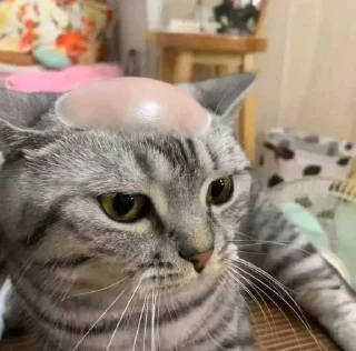 Sticker from Very cute kitty