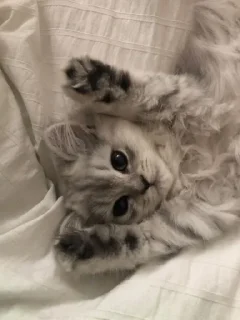 Sticker from Very cute kitty