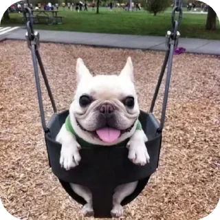 🐶 emoji Чат хамстеркоин для сигм Telegram sticker 8 of 42