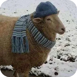 🧶 emoji Чат хамстеркоин для сигм Telegram sticker 21 of 42
