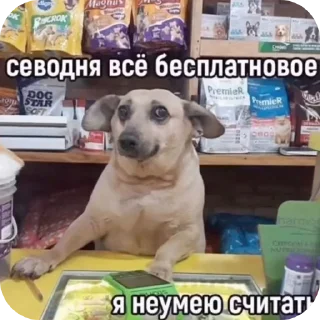 🐶 emoji Чат хамстеркоин для сигм Telegram sticker 24 of 42