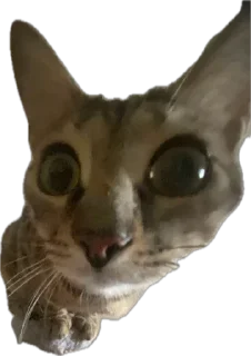 Sticker from Cats