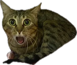Sticker from Cats