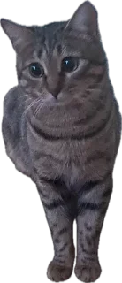 Sticker from Cats