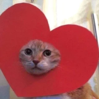 ❤️ emoji Cats from @prettycats_pc Telegram sticker 5 of 49
