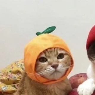 🍊 emoji Cats from @prettycats_pc Telegram sticker 18 of 49