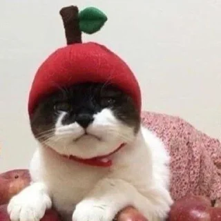 🍎 emoji Cats from @prettycats_pc Telegram sticker 19 of 49