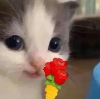 Sticker from котеки ат шуги