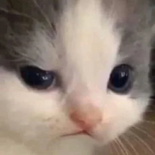 Sticker from котеки ат шуги