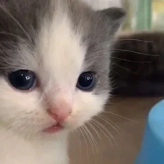 Sticker from котеки ат шуги
