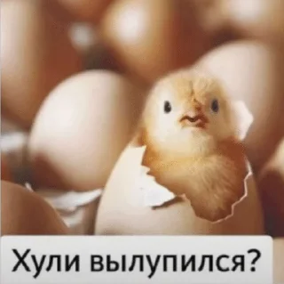 🌟 emoji Личная собственность бобра Telegram sticker 19 of 33