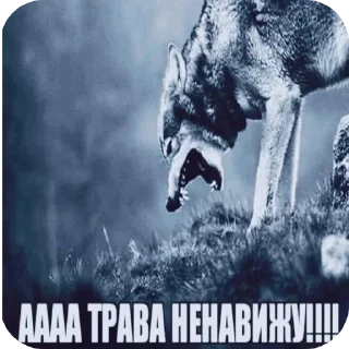 🖼 emoji Личная собственность бобра Telegram sticker 5 of 33