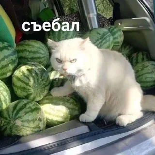 Sticker from вздор