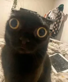 Sticker from Cat love