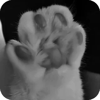 🐱 emoji Тут Мэй. Telegram sticker 9 of 25