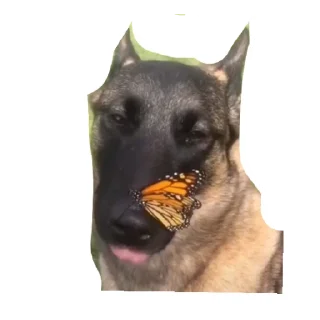 Sticker from Dog the god