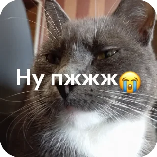 🐱 emoji Dymok от @dymokofficial01 Telegram sticker 20 of 22