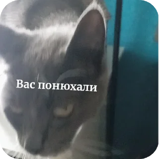 🐱 emoji Dymok от @dymokofficial01 Telegram sticker 16 of 22