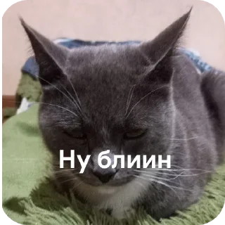 🐱 emoji Dymok от @dymokofficial01 Telegram sticker 19 of 22