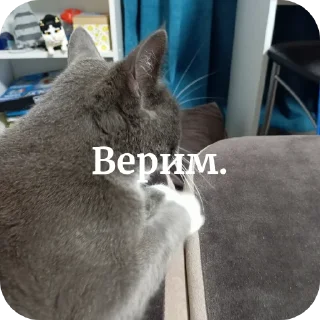 🐱 emoji Dymok от @dymokofficial01 Telegram sticker 18 of 22