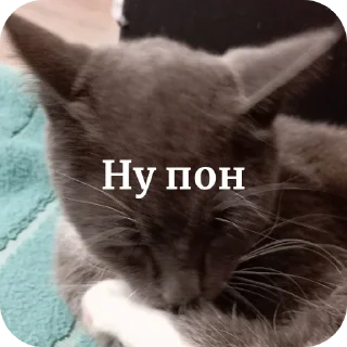 🐱 emoji Dymok от @dymokofficial01 Telegram sticker 17 of 22
