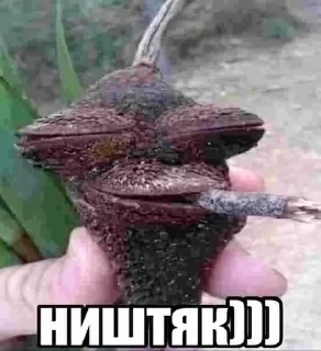 Sticker from Лютейша свага