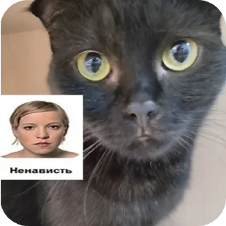 Sticker from Мушка и ее кенты