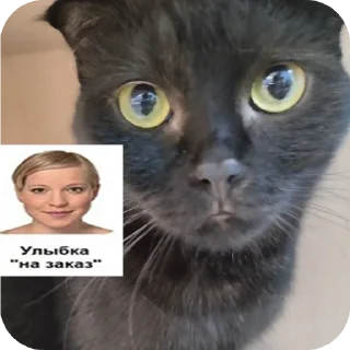 Sticker from Мушка и ее кенты