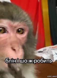 Sticker from Їбучі мавпи