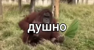 Sticker from Їбучі мавпи