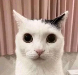 ⭐️ emoji Коты @tgfonts_bot Telegram sticker 5 of 28
