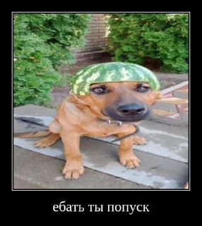 Sticker from арбуzик @tgfonts_bot