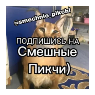 Sticker from Райан Гослинг @smechnie_pikchi