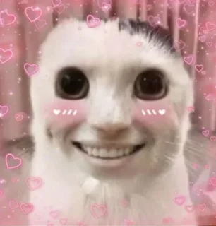 ⭐️ emoji Коты @tgfonts_bot Telegram sticker 13 of 28