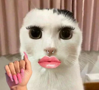 ⭐️ emoji Коты @tgfonts_bot Telegram sticker 23 of 28