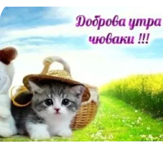 🙃 emoji СамМечник: @bezzachitnui  Я @korolpupsikov Telegram sticker 13 of 30