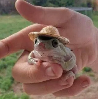 Sticker from Лягушки 🐸💗