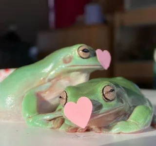 Sticker from Лягушки 🐸💗