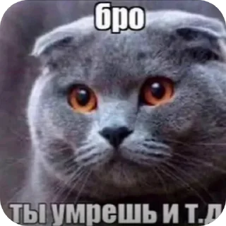 🐱 emoji Опять стикеры от АмОгУса228 Telegram sticker 24 of 39