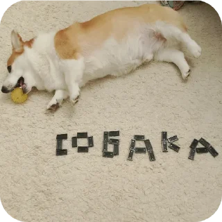 🐱 emoji Опять стикеры от АмОгУса228 Telegram sticker 14 of 39