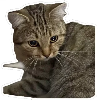 🥺 emoji муся і пуся Telegram sticker 18 of 23