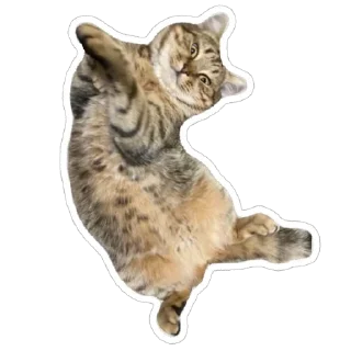 🤓 emoji муся і пуся Telegram sticker 7 of 23