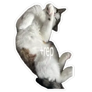 😎 emoji муся і пуся Telegram sticker 21 of 23