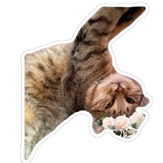 😊 emoji муся і пуся Telegram sticker 13 of 23