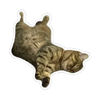 🫠 emoji муся і пуся Telegram sticker 3 of 23